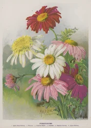 Pyrethrum